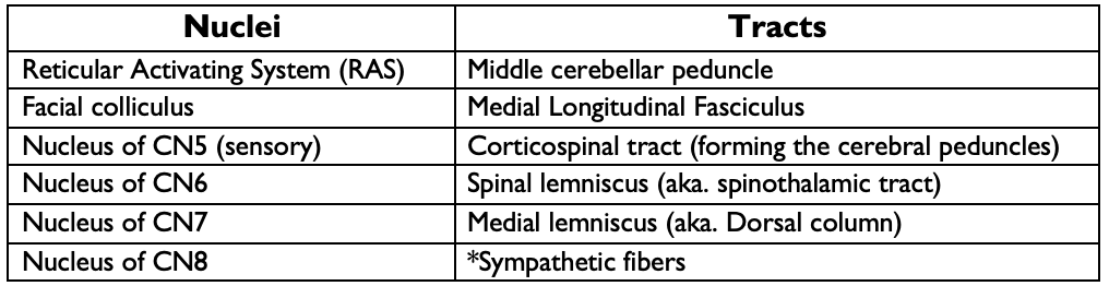 caudal pons image